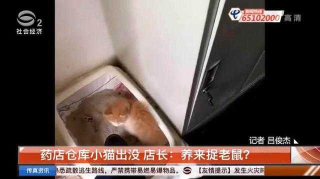 药店店长：养仓库小猫来捉老鼠？